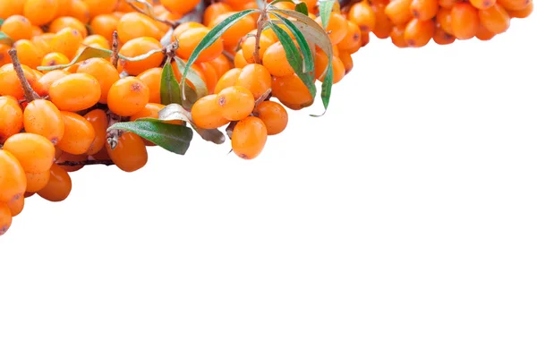 Branch of sea-buckthorn berries — Stock Photo, Image