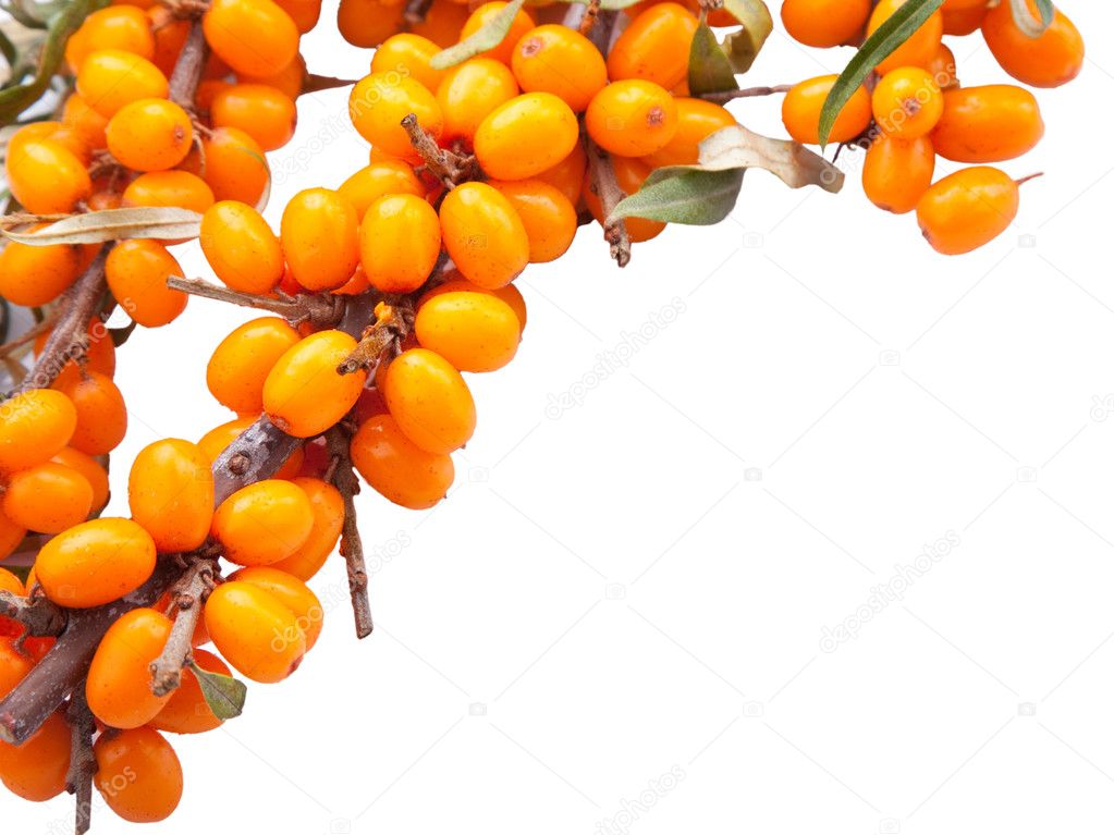 Branch of sea-buckthorn berries
