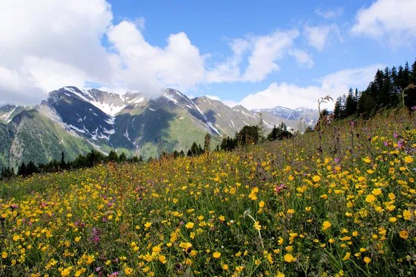 Pradera de flores y montañas nevadas — Foto de Stock