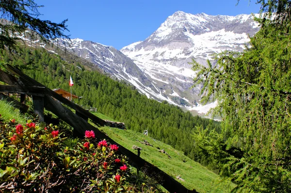 Alpine rozen en besneeuwde bergen — Stockfoto