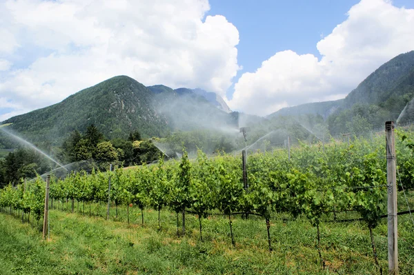 stock image Vineyard cultivation in South Tyrol