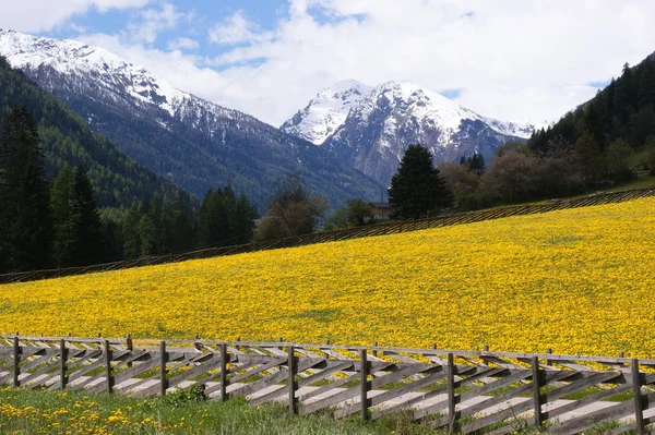Primavera in Val d'Ultimo — Foto Stock