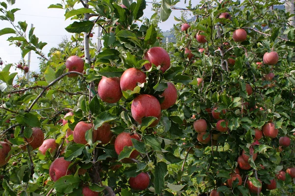 stock image Red apples on tree