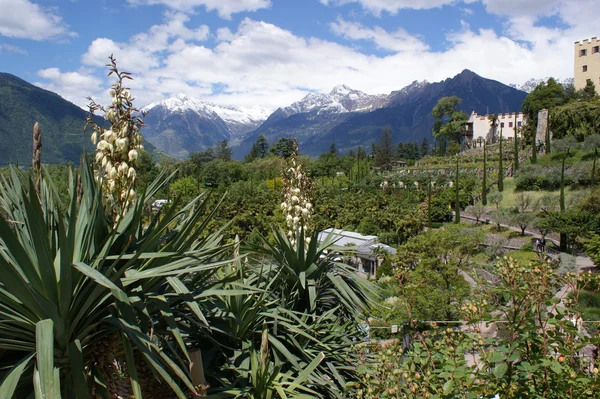 Ogród botaniczny i ośnieżonych szczytów górskich — Zdjęcie stockowe