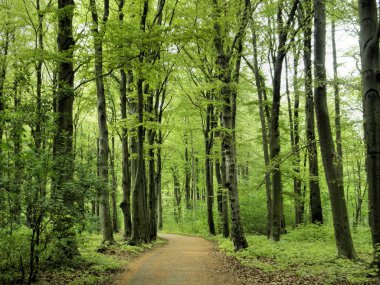 Beech forest in the spring clipart