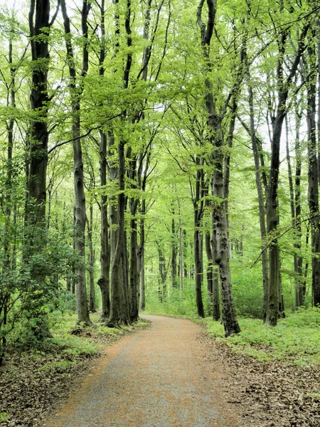 Um caminho de floresta na primavera — Fotografia de Stock