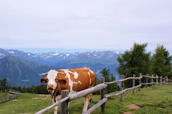Корова в горах — стокове фото