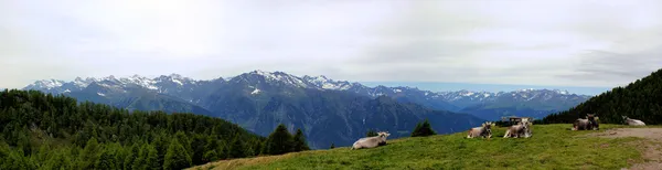 Panorama da montanha e vacas — Fotografia de Stock