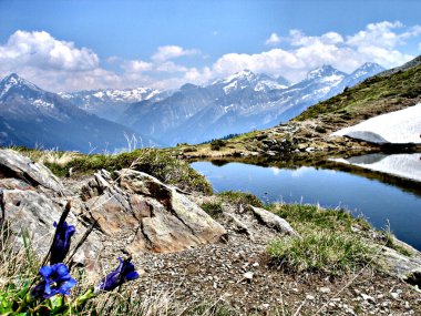 Blue Gentian, glaciers and a mountai clipart