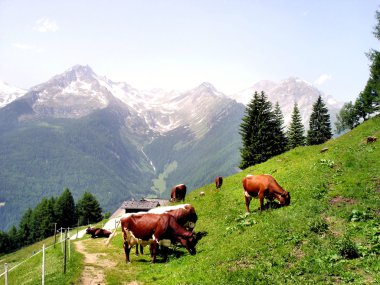 Cows on the pasture clipart