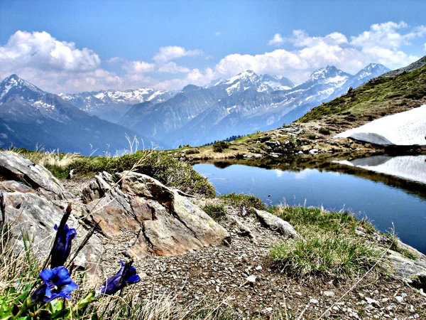 Blue Gentian, glaciers and a mountai — Stock Photo, Image