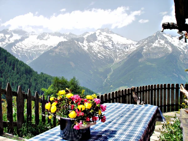 Альпійські квіти — стокове фото