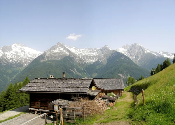 Alpine pasture with Zillertal Alps — Stock Photo, Image