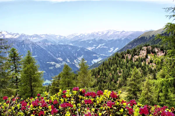 Bergwelt in Südtirol — Stockfoto
