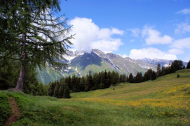 The Oetztal Alps and flower meadows clipart