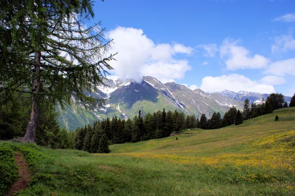 Die Ötztaler Alpen und Blumenwiesen — Stockfoto