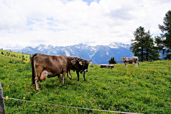 Mucche sull'alpe — Foto Stock