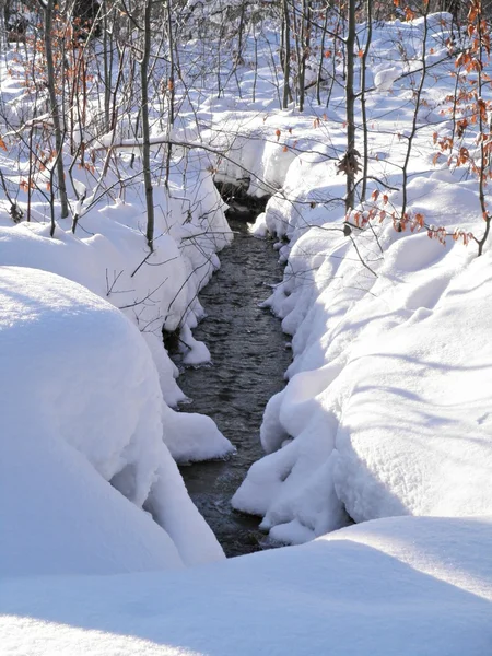 A creek in winter forest — Stock Photo, Image