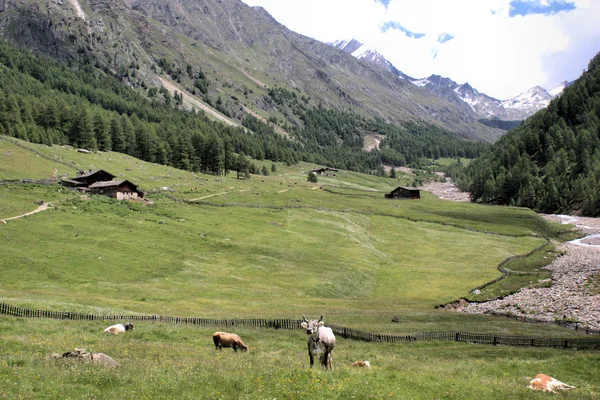 Texel groep natuurpark in Italië — Stockfoto