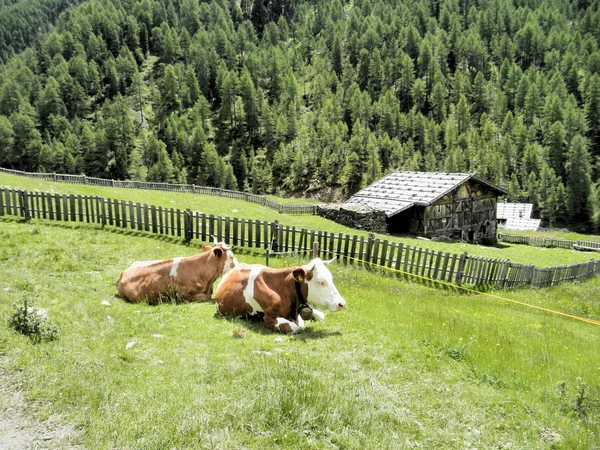 知足的牛在牧场上 — 图库照片
