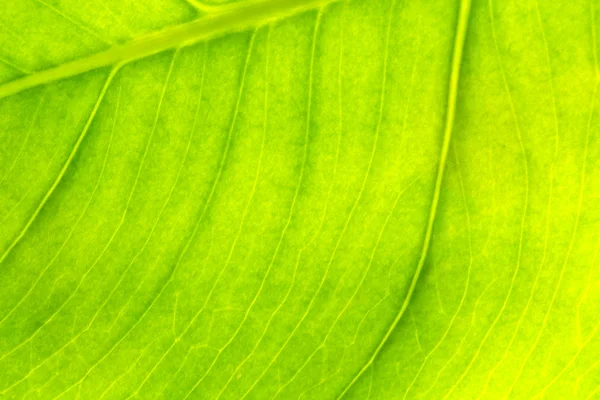 stock image Texture of a green leaf as background