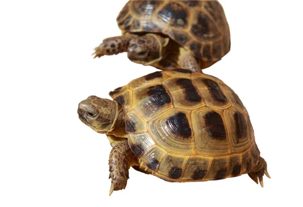 Sköldpadda — Stockfoto