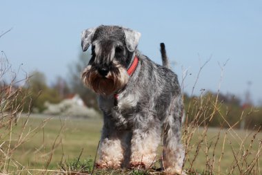 Schnauzer