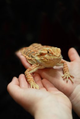 Pogona vitticepts