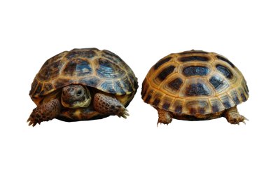 Testudo horsfieldii clipart