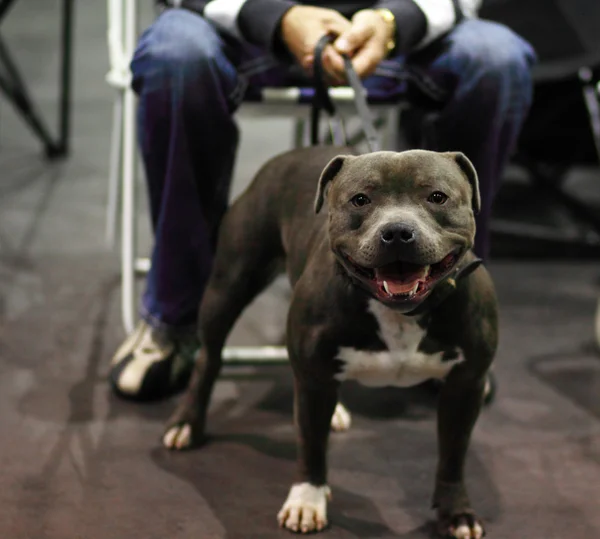 stock image Stafordshire Terrier