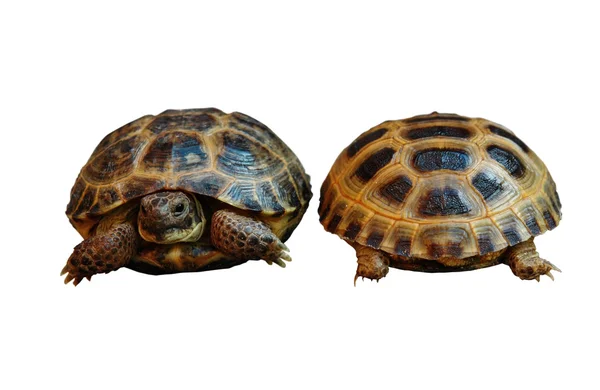 陆龟陆龟 — 图库照片