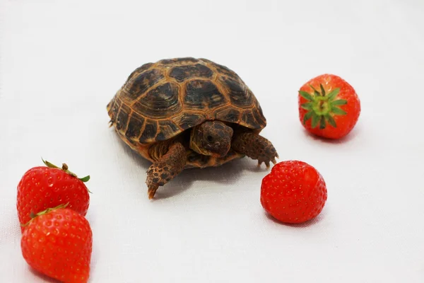 Russische tortoise en een paar aardbei — Stockfoto