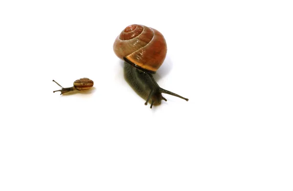 两只蜗牛 — 图库照片
