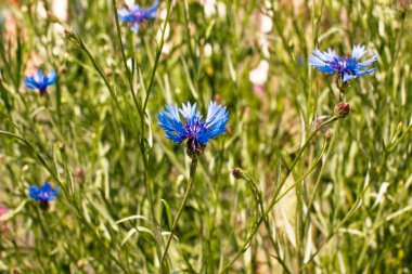 Centaurea cyanus