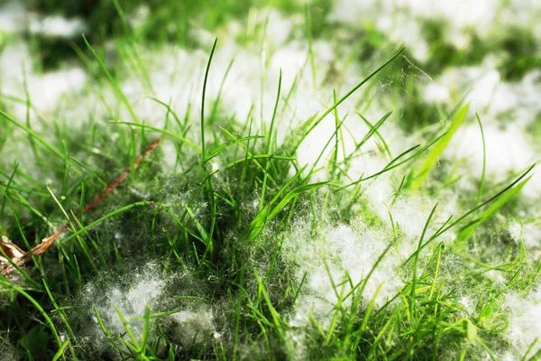 stock image Poplar fluff and grass