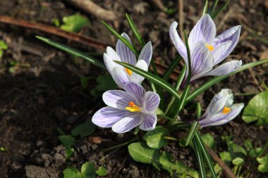 Crocuses clipart