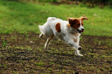 Running dog clipart