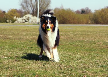 Dog with ball clipart