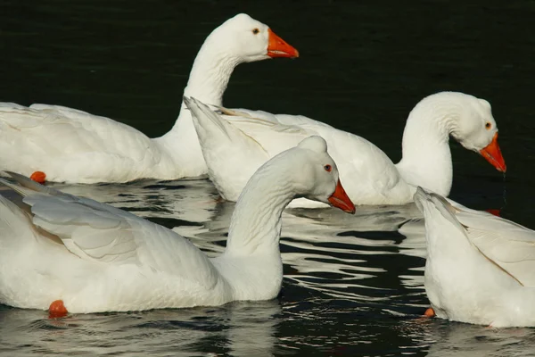 Білий гусей — стокове фото