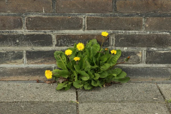 stock image Dandelion