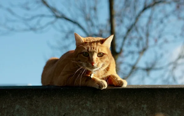 Chat à l'extérieur — Photo
