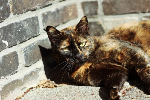 ผ่อนคลายแมว — ภาพถ่ายสต็อก