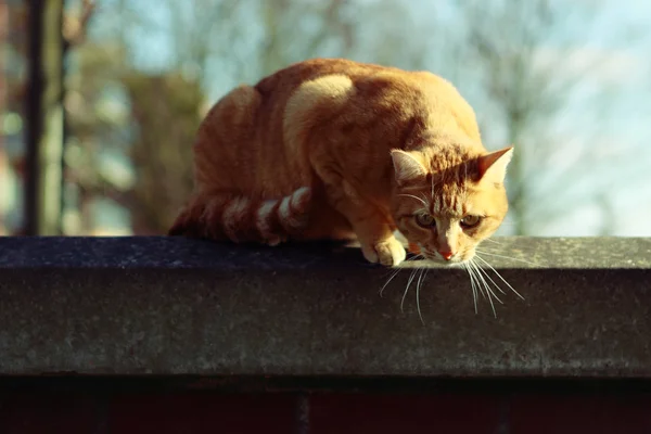 Рудий кіт — стокове фото