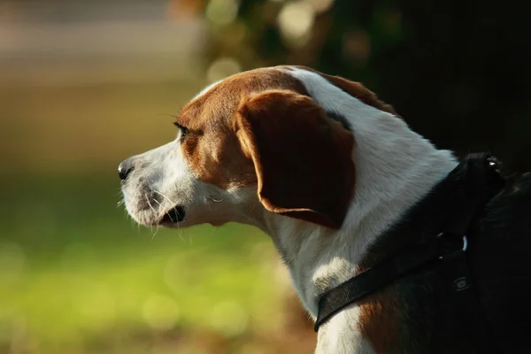 Beagle dog — Stock Photo, Image