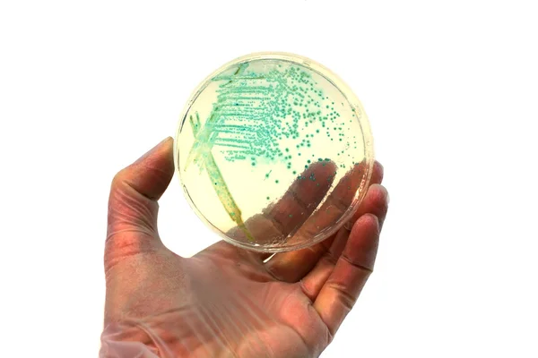 Mikroorganizmalar — Stok fotoğraf