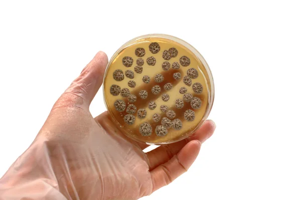 Mikrobiyoloji plaka — Stok fotoğraf