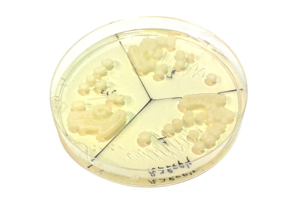 プレート上の菌類 — ストック写真