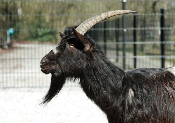 Тёмная коза — стоковое фото