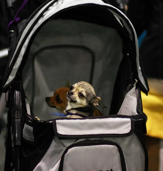 Miniatyr hund i vagn — Stockfoto