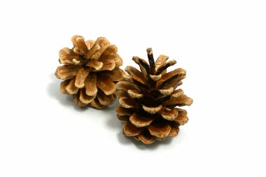 Pinecone clipart